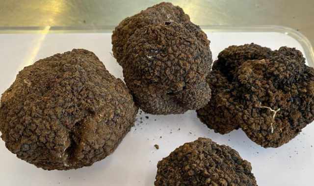 "Scorzone", "bianchetto" e "uncinato": sono i ricercati e prelibati tartufi pugliesi